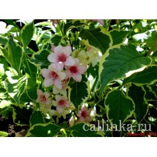 Вейгела цветущая пестролистная белоокаймлённая / Weigela florida "Variegata"