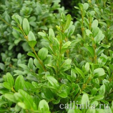Самшит вечнозеленый / Buxus sempervirens L.