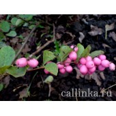 Снежноягодник розовый / Symphoricarpus doorenbosii
