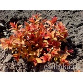 Спирея японская "Голдфлэйм" / Spiraea japonica "Goldflame"