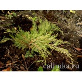 Можжевельник китайский "Mint Julep" / Juniperus chinensis "Mint Julep"