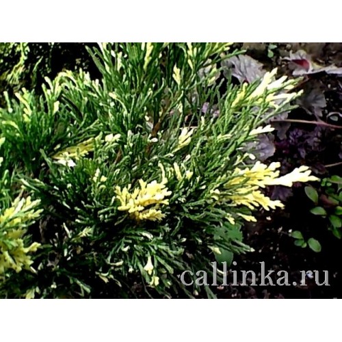 Можжевельник казацкий "Variegata" / Juniperus sabina "Variegata"