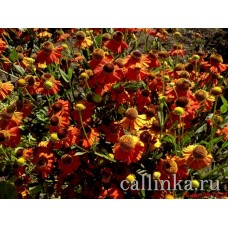Гелениум осенний оранжево-красный / Helenium autumnale