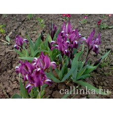 Ирис карликовый (касатик) / Iris pumila