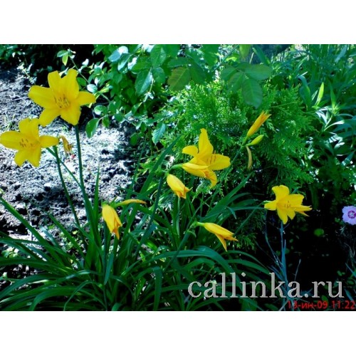 Лилейник жёлтый ранний / Hemerocallis