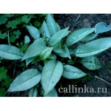 Медуница "Majesty" / Pulmonaria longifolia "Majesty"
