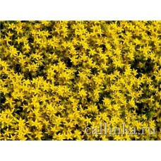 Очиток отогнутый (Седум) цветки жёлтые / Sedum reflexum