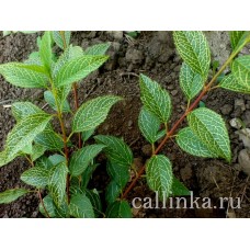Форзиция зеленейшая "Камсон" / Forsythia viridissima "Camson"