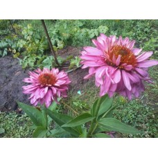 Эхинацея пурпурная "Пинк Пудл" / Echinacea  purpurea "Pink Poodle"