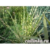 Мискантус китайский "Голд Бар" / Miscanthus sinensis  "Gold Bar"