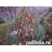 Хасмантиум широколистный (дикий овес, плоскоколосник) / Chasmanthium latifolium