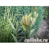 Хасмантиум широколистный (дикий овес, плоскоколосник) / Chasmanthium latifolium
