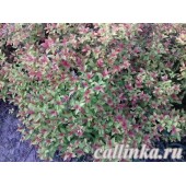 Спирея японская "Голдфлэйм" / Spiraea japonica "Goldflame"