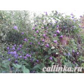 Клематис мелкоцветковый фиолетово-синий / Clematisl