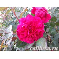 Группа английские розы "Софиз Роуз" / English Rose, Austin "Sophy’s Rose"