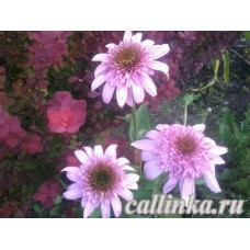 Эхинацея пурпурная "Пинк Дабл Делайт" / Echinacea purpurea "Pink Double Delight"