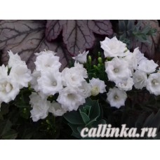 Колокольчик ложечницелистный "Алба" / Campanula cochlearifolia flore pleno "Alba"