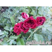 Роза почвопокровная "Ред Каскад" / Rosa "Red Cascade"