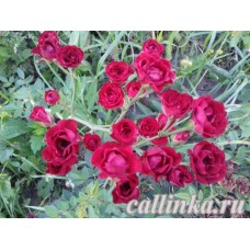 Роза почвопокровная "Ред Каскад" / Rosa "Red Cascade"