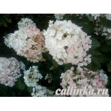 Гортензия метельчатая  "Сандей Фрейз" / Hydrangea paniculata  "Sundae Fraise"