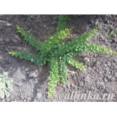 Барбарис Тунберга "Грин Карпет" / Berberis thunbergii  "Green Carpet"