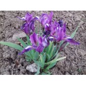 Ирис карликовый (касатик) / Iris pumila