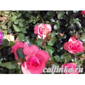 Группа французские розы  "Жардэн дэ Франс" / Rose Meilland "Jardins de France"