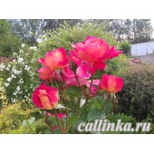 Роза плетистая "Арлекин" / Rosa "Harlekin"