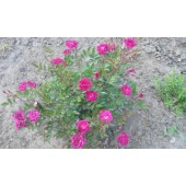 Роза миниатюрная "Бэйби Кримсон" / Rosa  miniature "Baby Crimson"