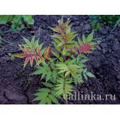 Рябинник рябинолистный "Сэм" / Sorbaria sorbifolia "Sem"