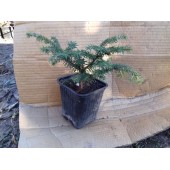Ель обыкновенная "Гнездовидная" / Picea abies "Nidiformis"