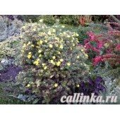 Лапчатка кустарниковая "Кобольд" / Potentilla fruticosa "Kobold"