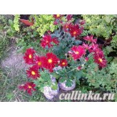 Хризантема летняя (красная)