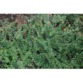 Кизильник крошечный / Cotoneaster perpusillus