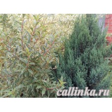 Можжевельник китайский "Stricta" / Juniperus chinensis "Stricta"