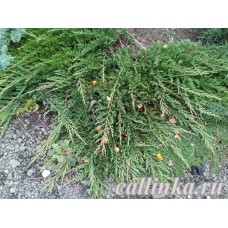 Можжевельник горизонтальный "Prince of Wales" / Juniperus horizontalis "Prince of Wales"
