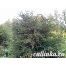 Можжевельник виргинский / Juniperus virginiana
