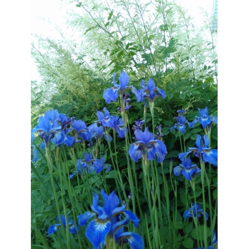 Ирис сибирский (сине-голубой) / Iris sibirica