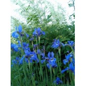 Ирис сибирский (сине-голубой) / Iris sibirica