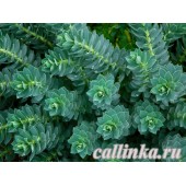 Молочай миртолистный / Euphorbia myrsinites
