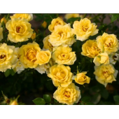 Роза почвопокровная "Йеллоу фэйри" / Rosa "Yellow Fairy"