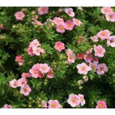 Лапчатка кустарниковая "Лавли Пинк" / Potentilla fruticosa "Lovely Pink"