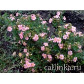 Лапчатка кустарниковая "Лавли Пинк" / Potentilla fruticosa "Lovely Pink"
