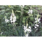 Венечник обыкновенный / Anthericum liliago