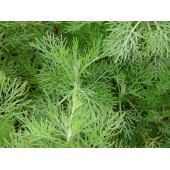 ПОЛЫНЬ древовидная лечебная или БОЖЬЕ (ХРИСТОВО) ДЕРЕВО / Artemisia abrotanum