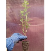 ПОЛЫНЬ древовидная лечебная или БОЖЬЕ (ХРИСТОВО) ДЕРЕВО / Artemisia abrotanum