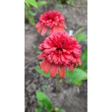Эхинацея "Оранжберри" / Echinacea Orangeberry