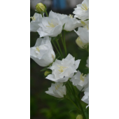 Колокольчик персиколистный махровый белый / Campanula persicifolia Alba Plena