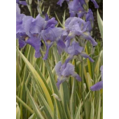Ирис гибридный "Pallida Variegate" / Iris pallida