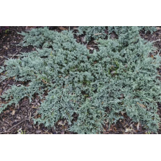 Можжевельник горизонтальный "Айс Блю" / Juniperus horizontalis "Icee Blue"